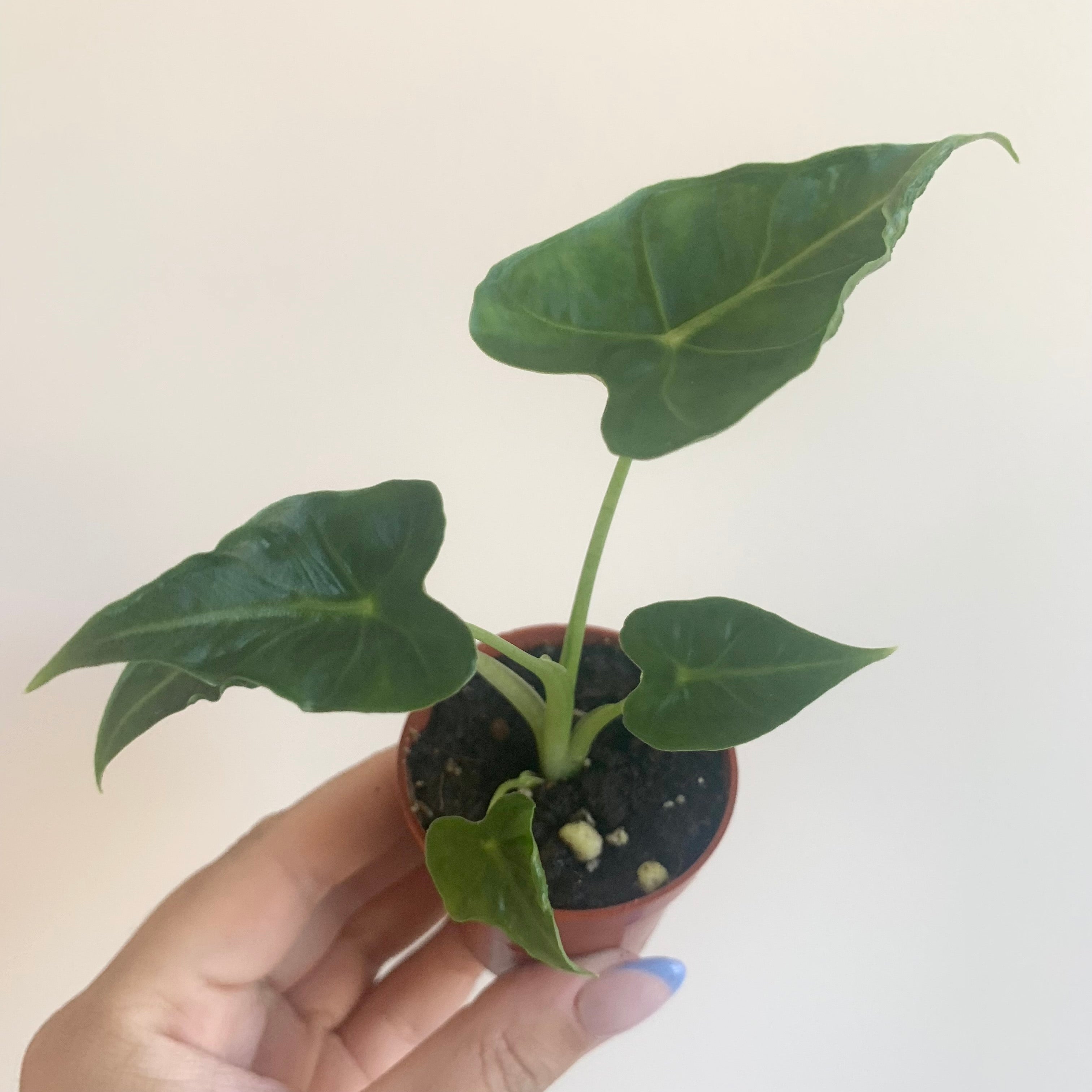 Alocasia Frydek Tattoo