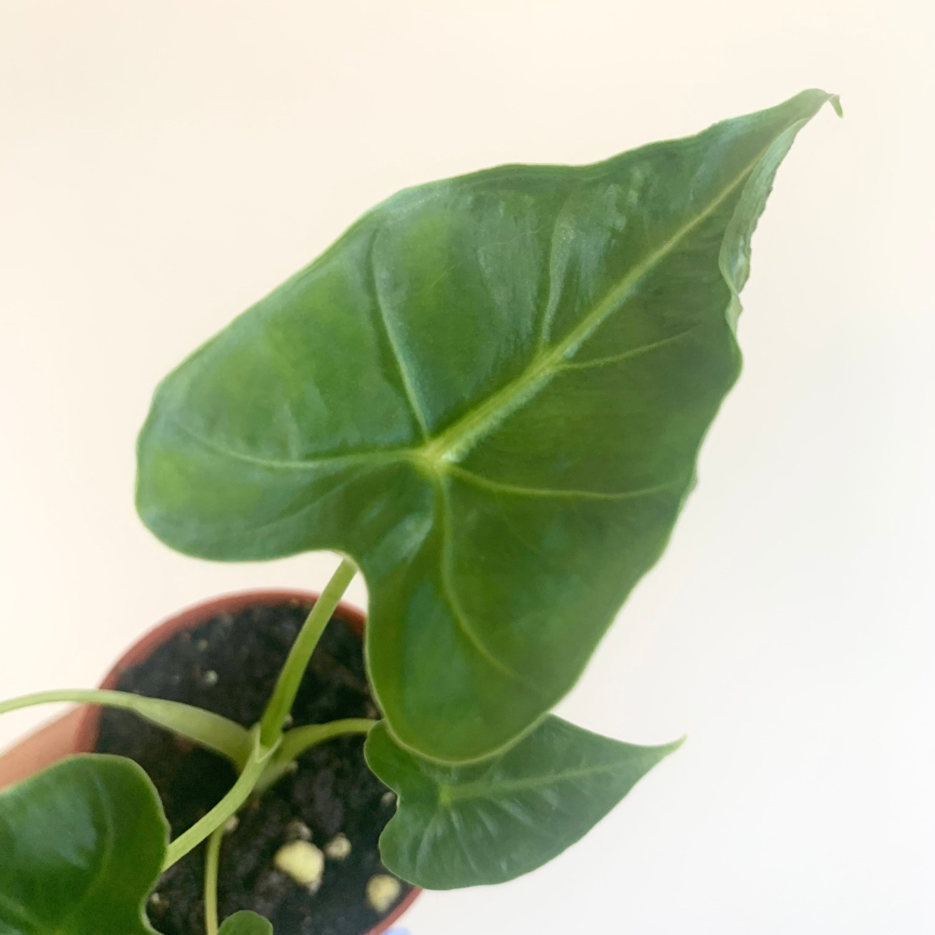 Alocasia Frydek Tattoo