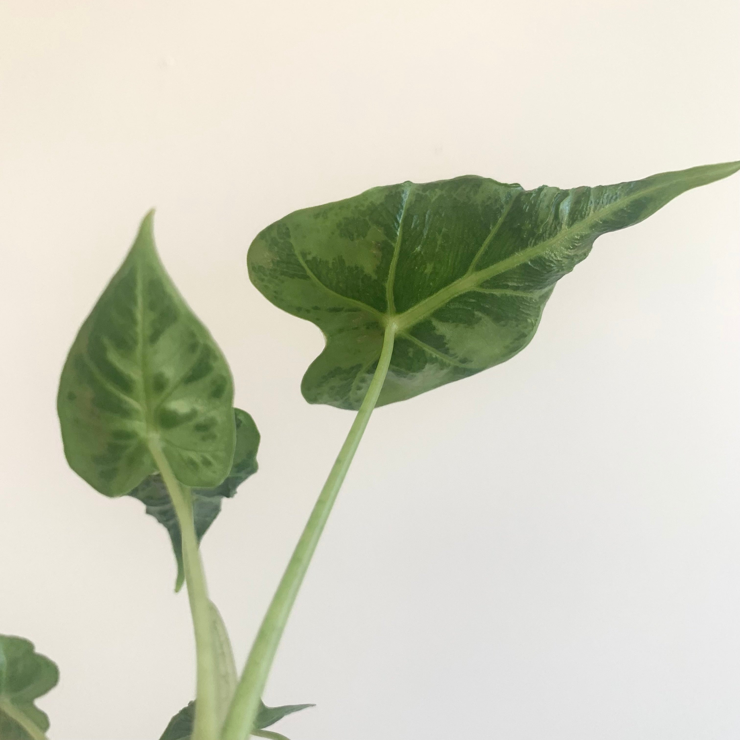 Alocasia Frydek Tattoo