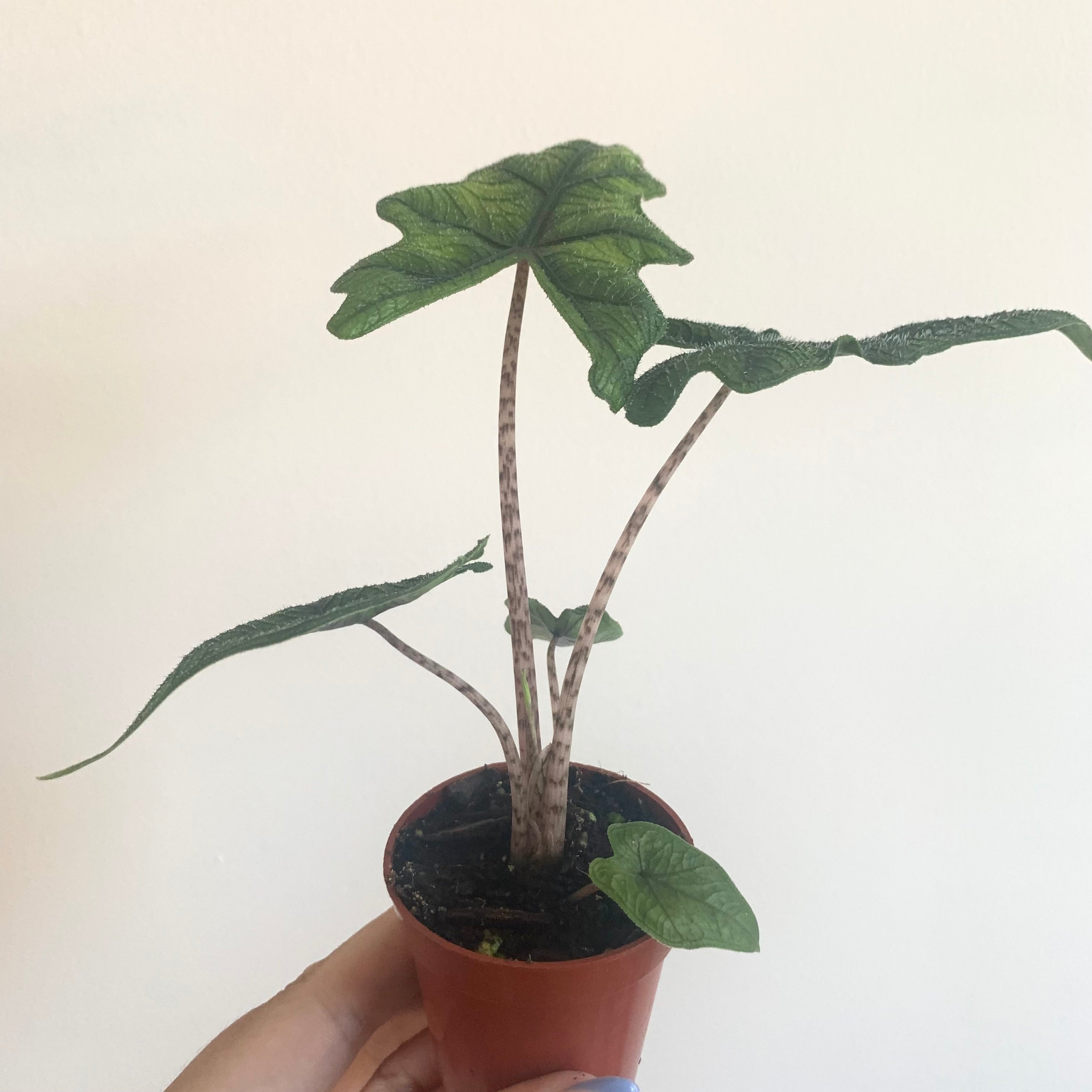 Alocasia Jacklyn