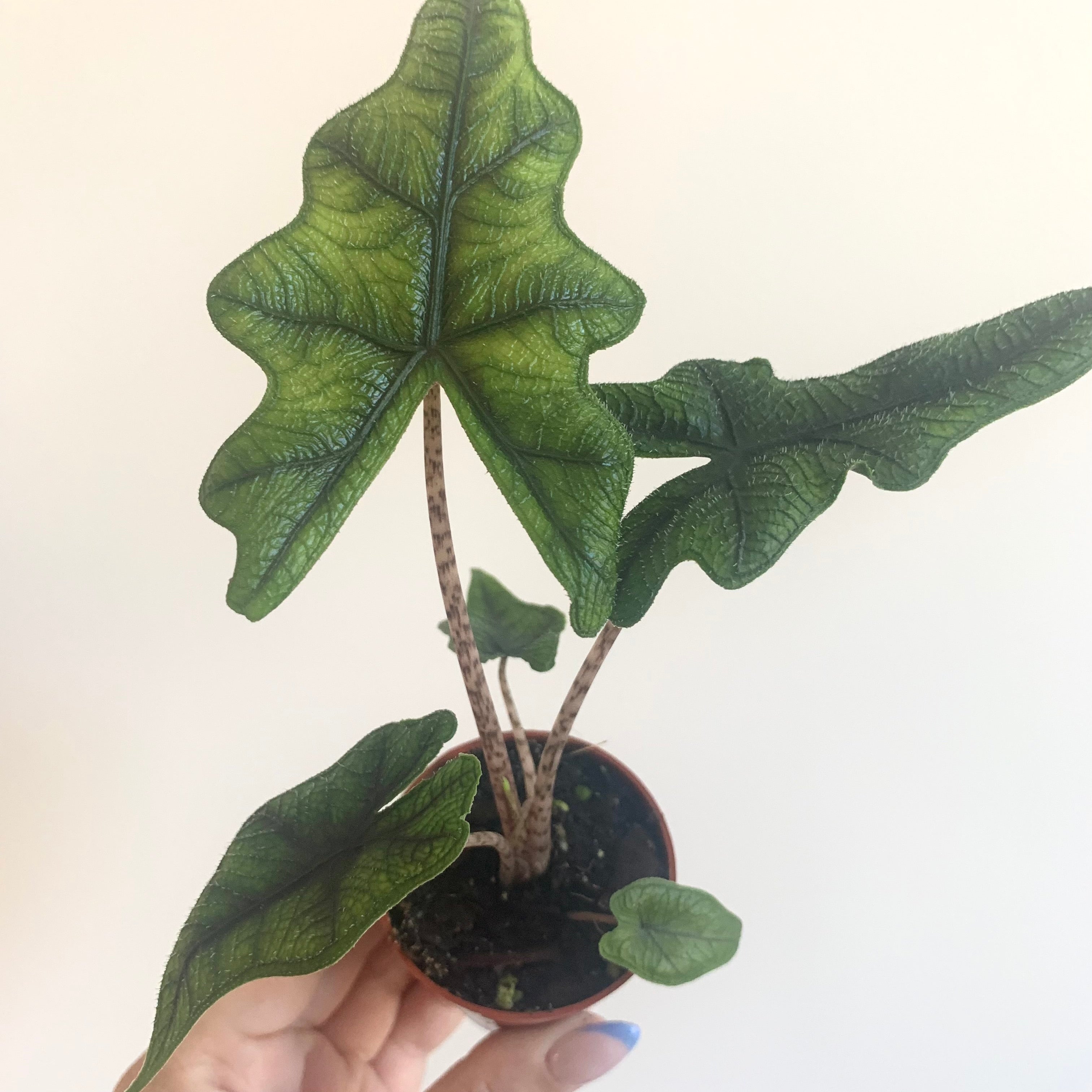 Alocasia Jacklyn