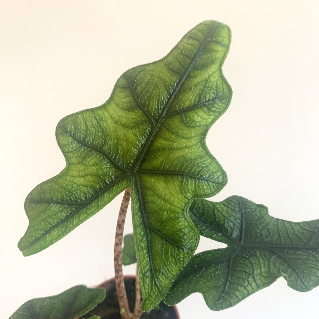 Alocasia Jacklyn