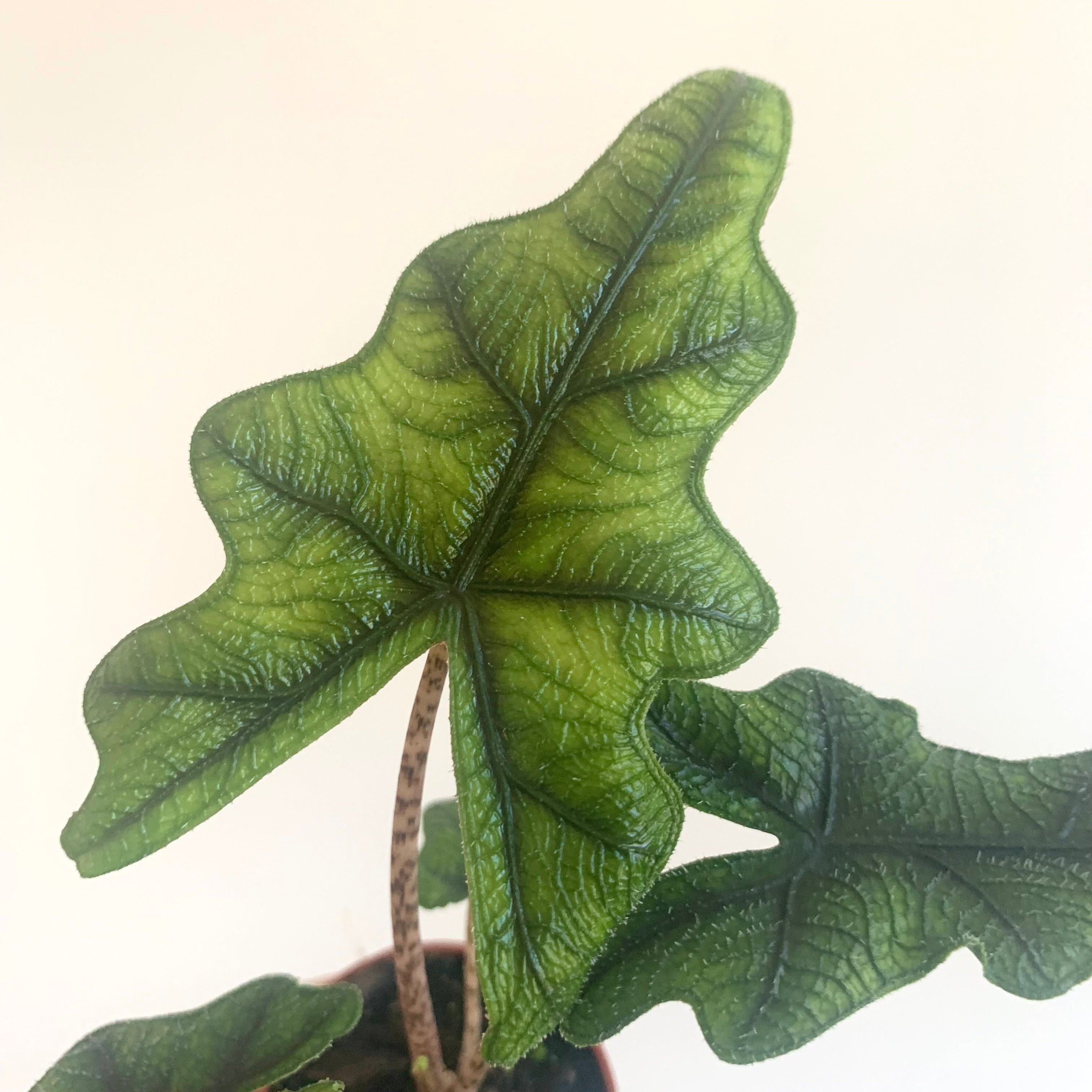Alocasia Jacklyn