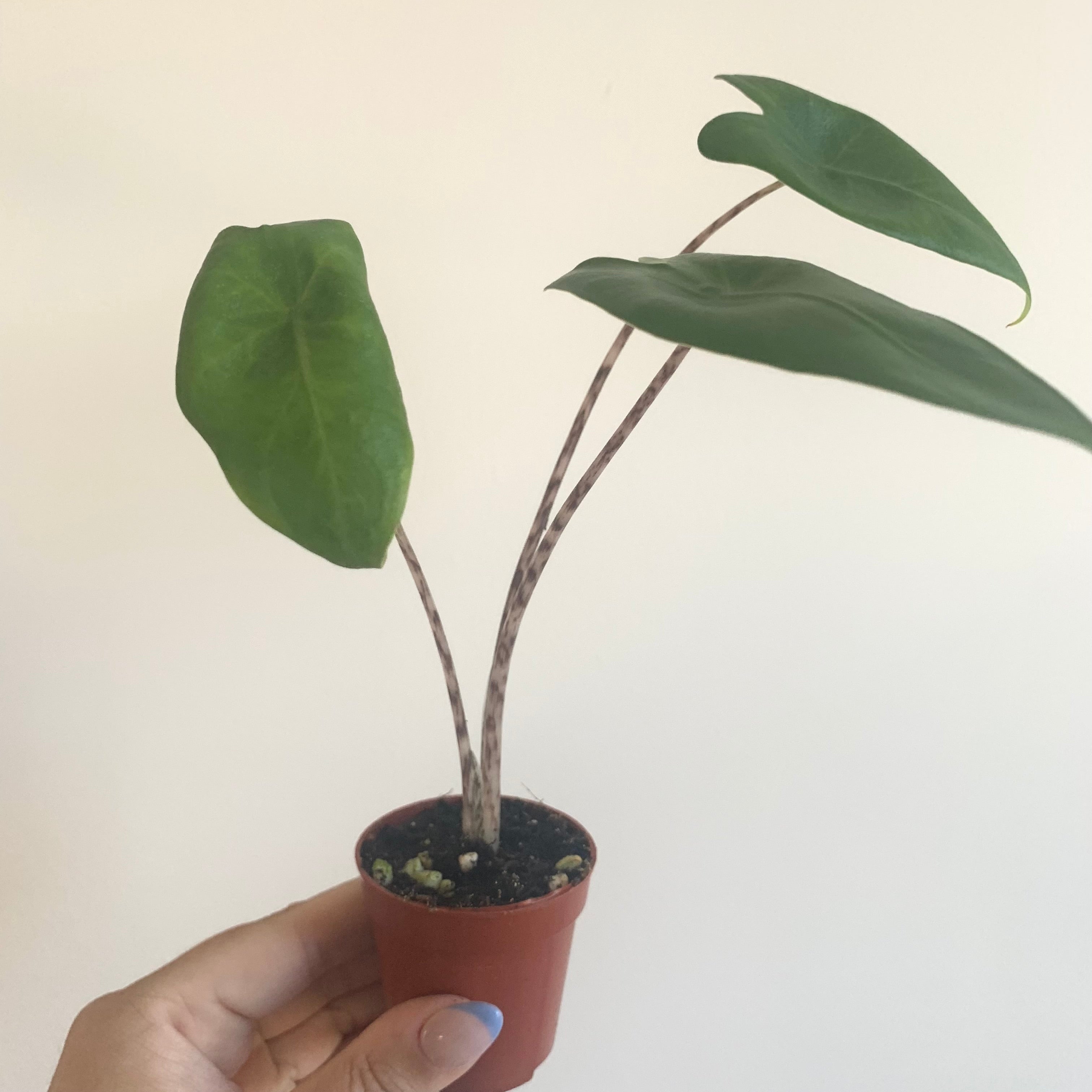 Alocasia Zebrina