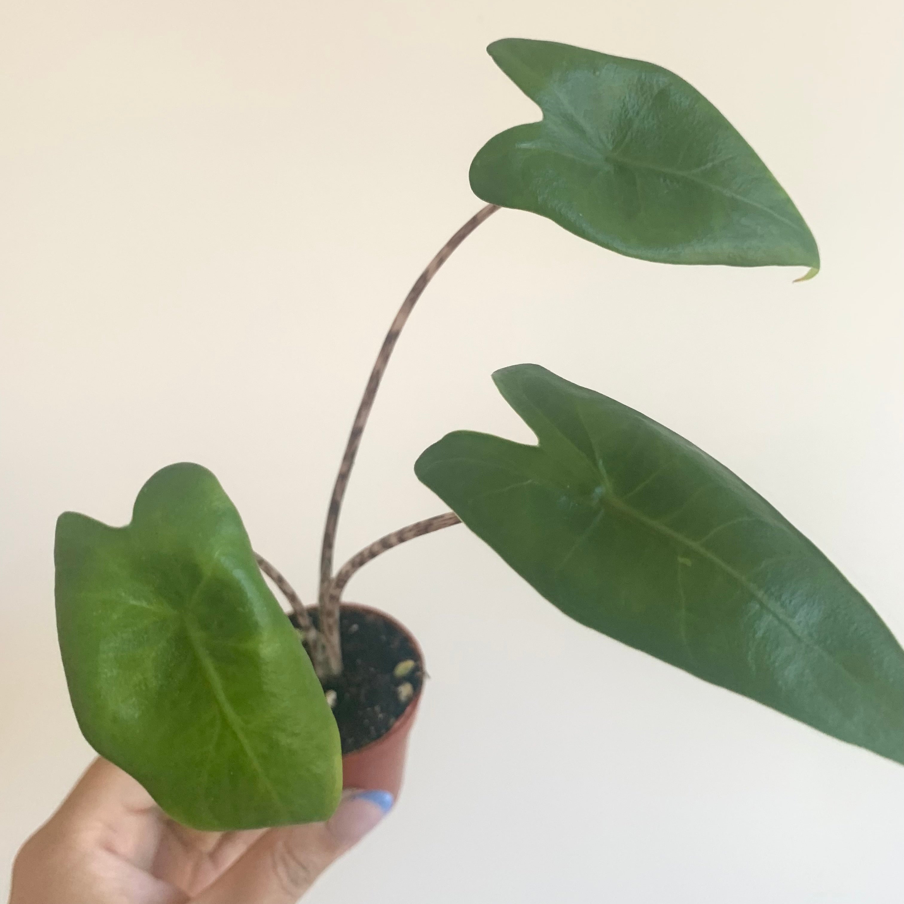 Alocasia Zebrina