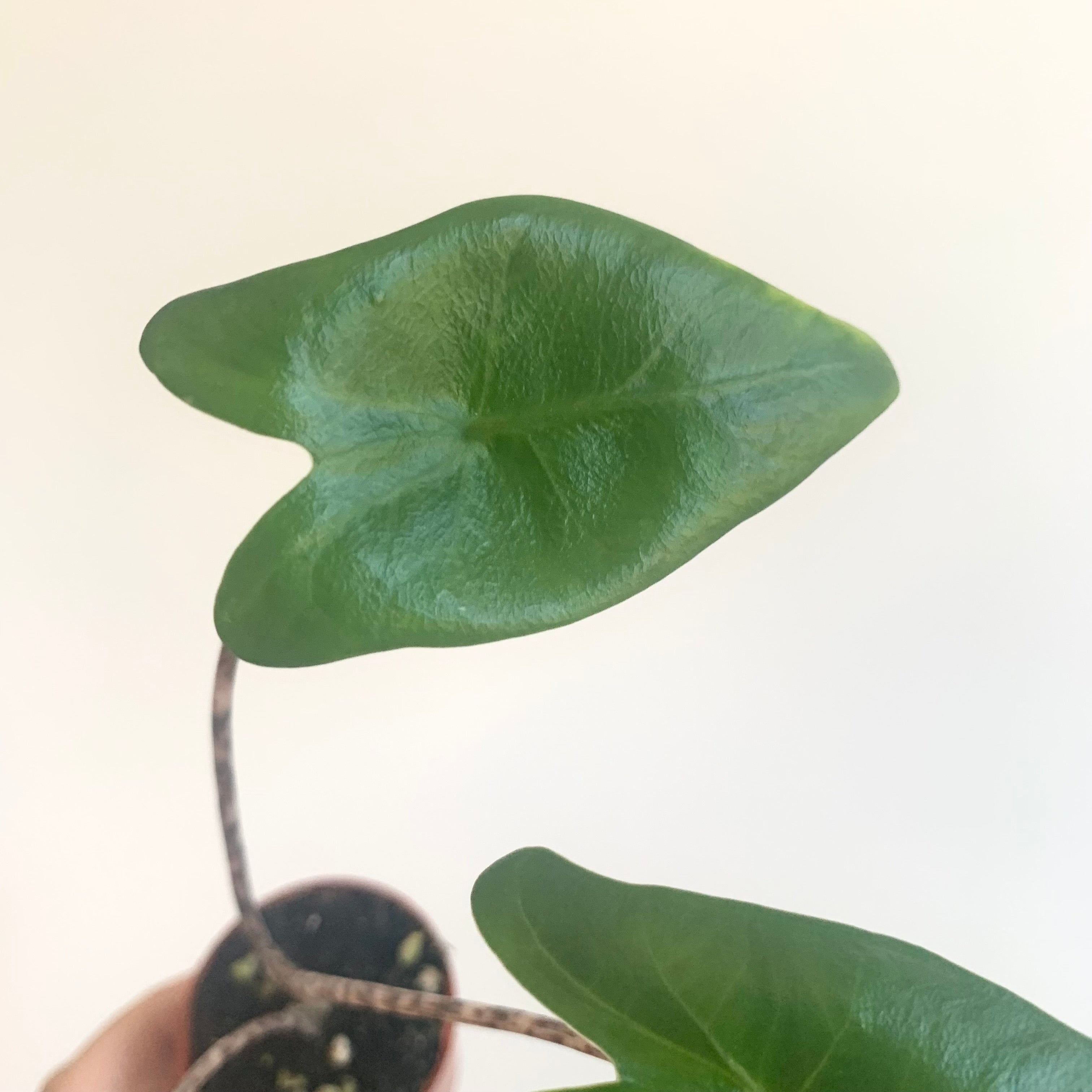 Alocasia Zebrina