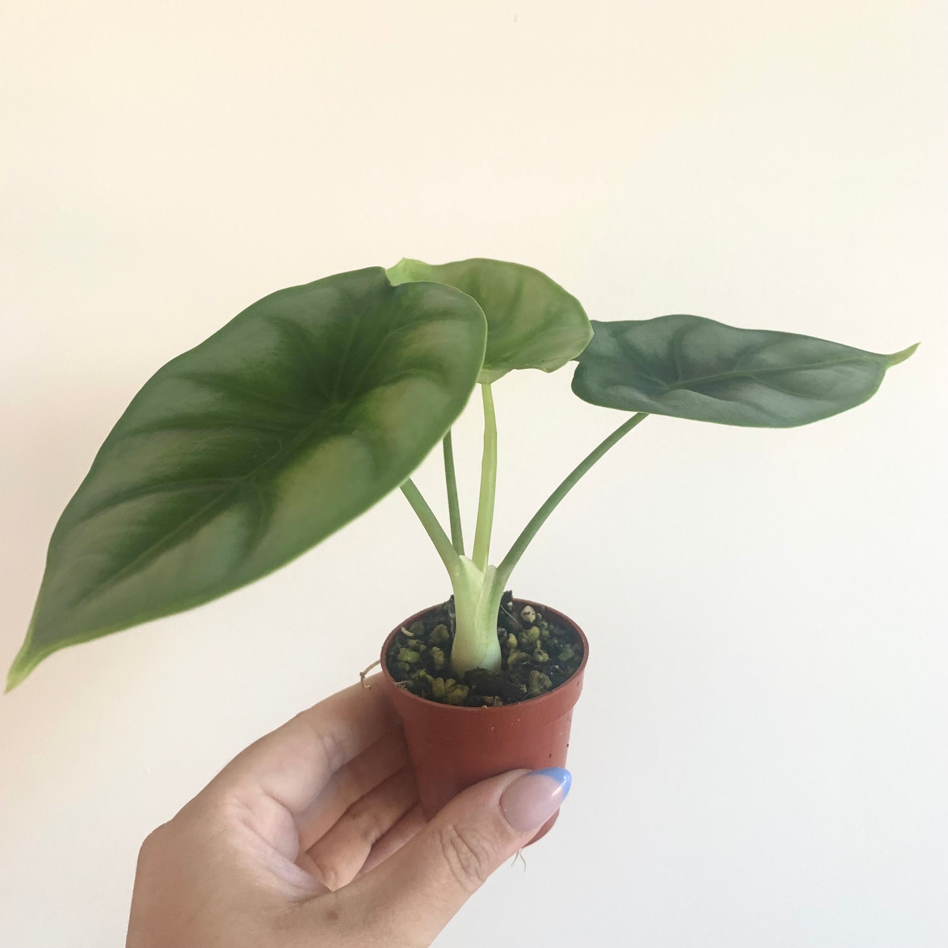 Alocasia Silver Dragon