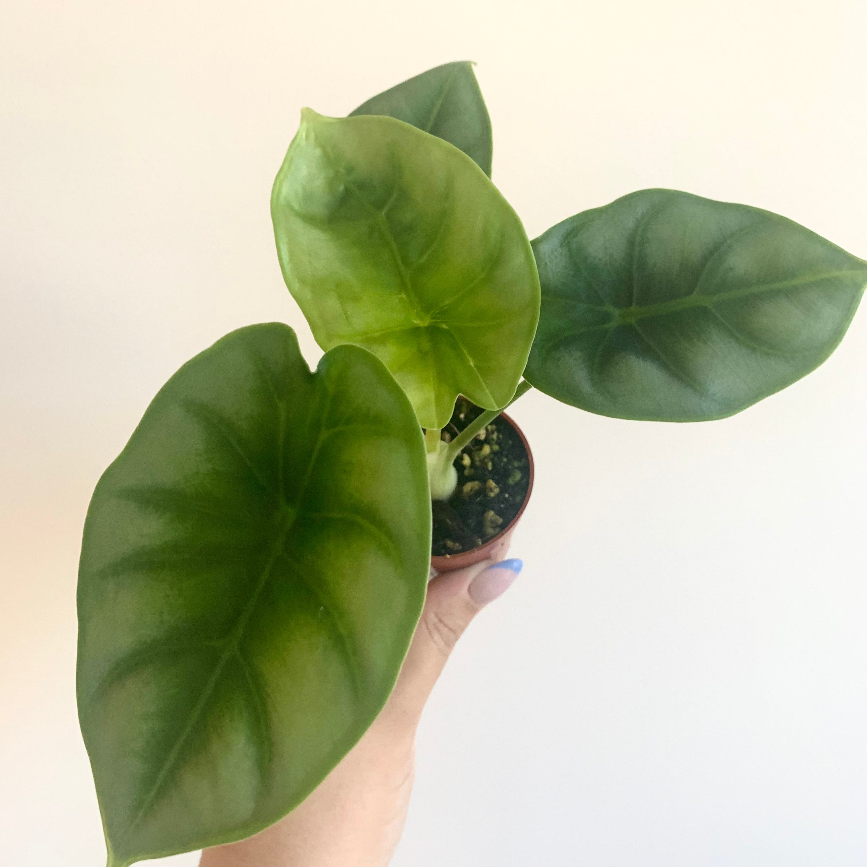 Alocasia Silver Dragon