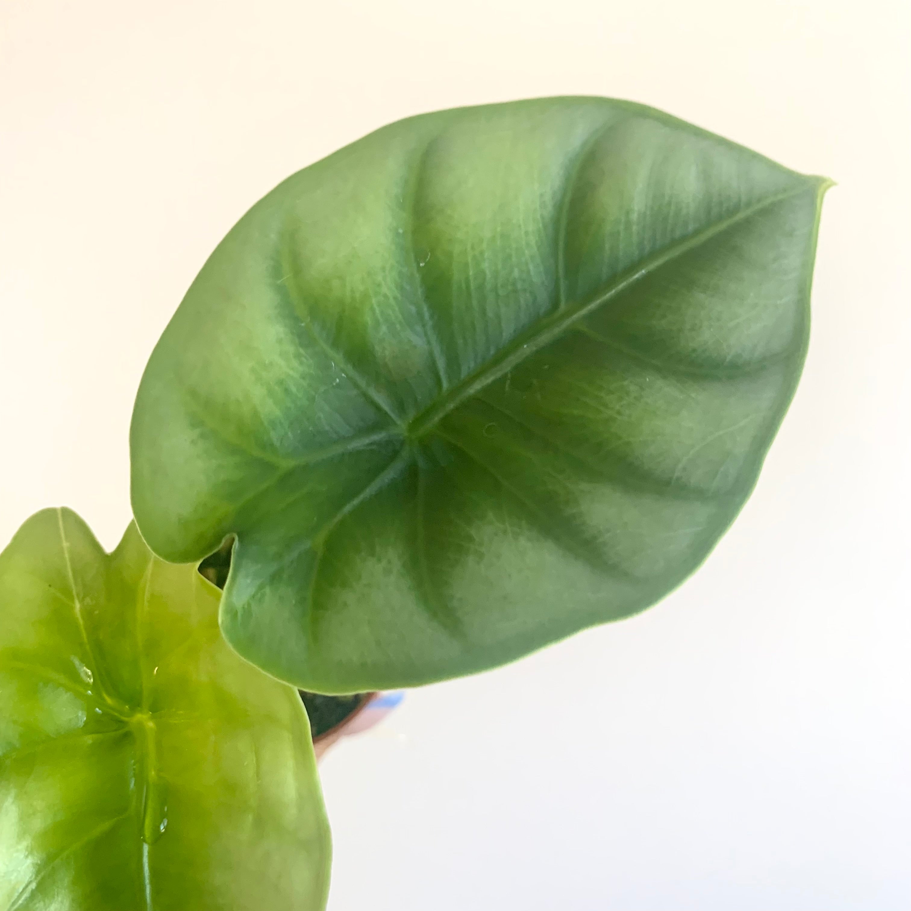 Alocasia Silver Dragon