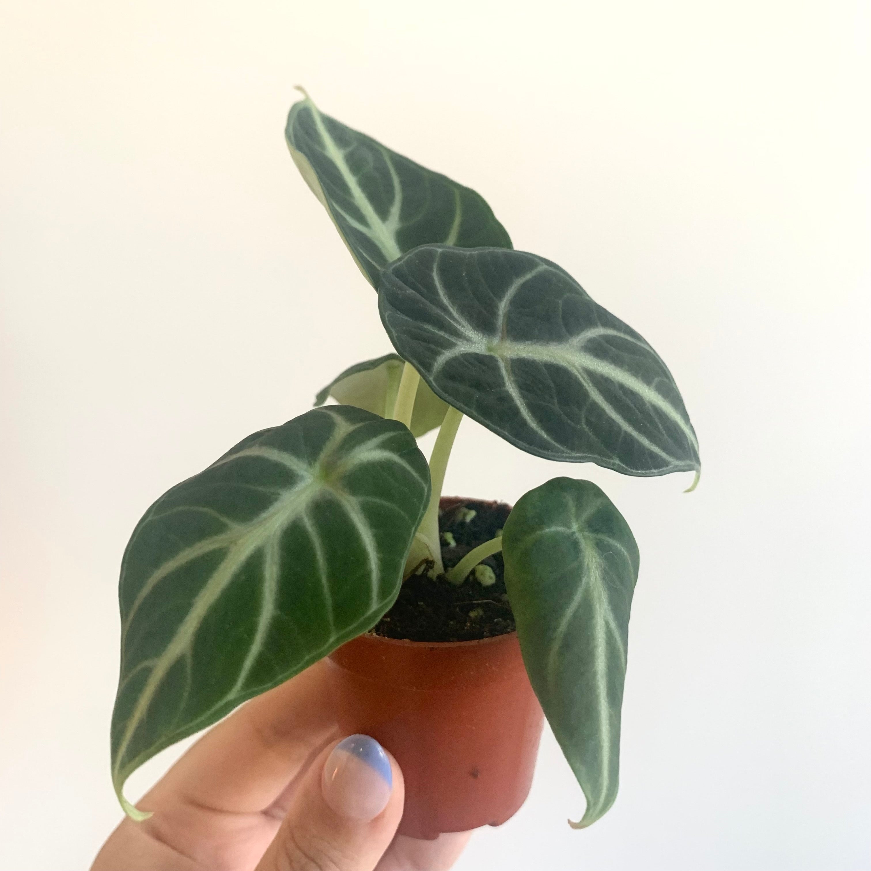 Alocasia Watsonia