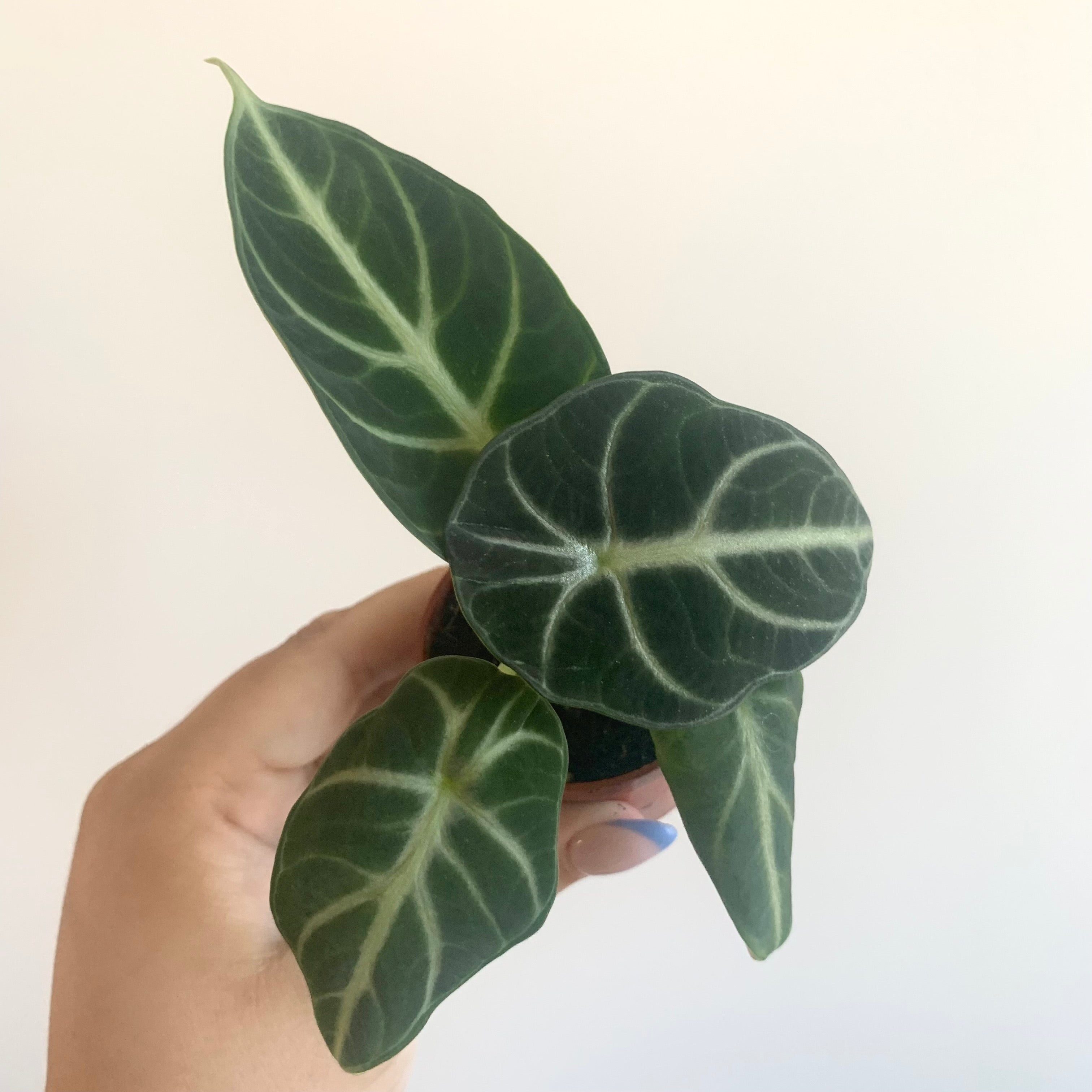 Alocasia Watsonia
