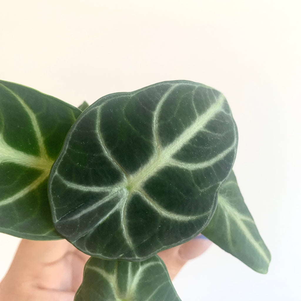 Alocasia Watsonia