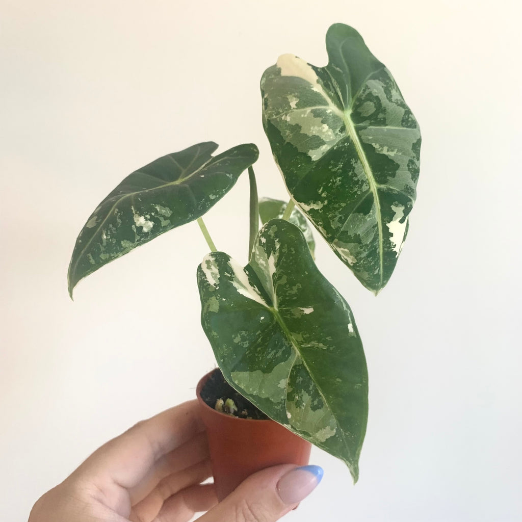 Alocasia Frydek Variegata
