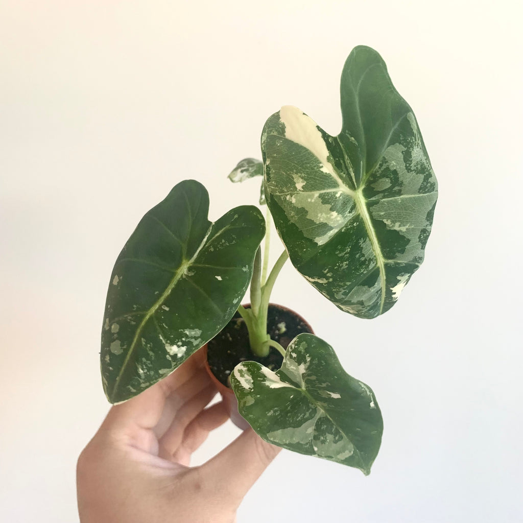 Alocasia Frydek Variegata