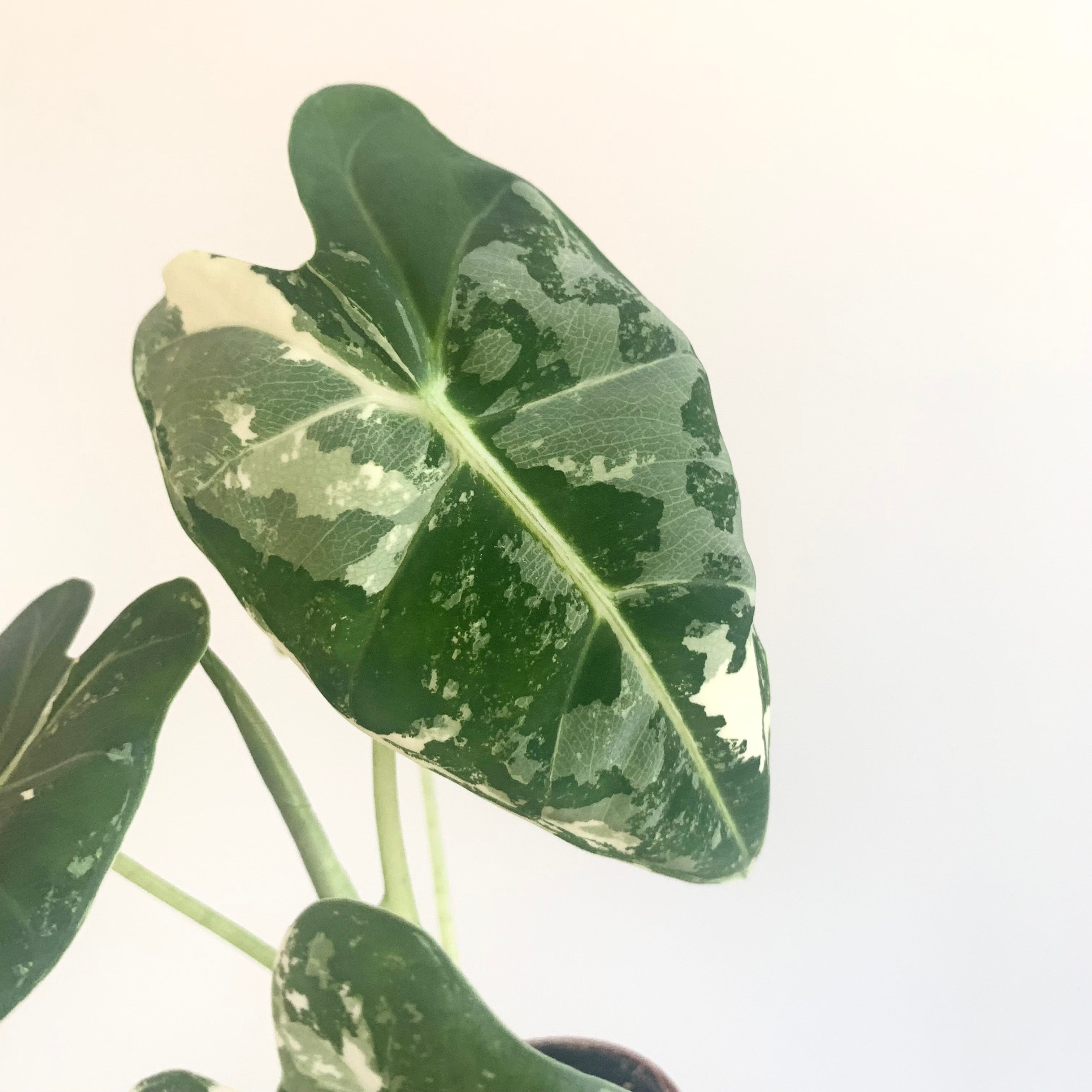 Alocasia Frydek Variegata