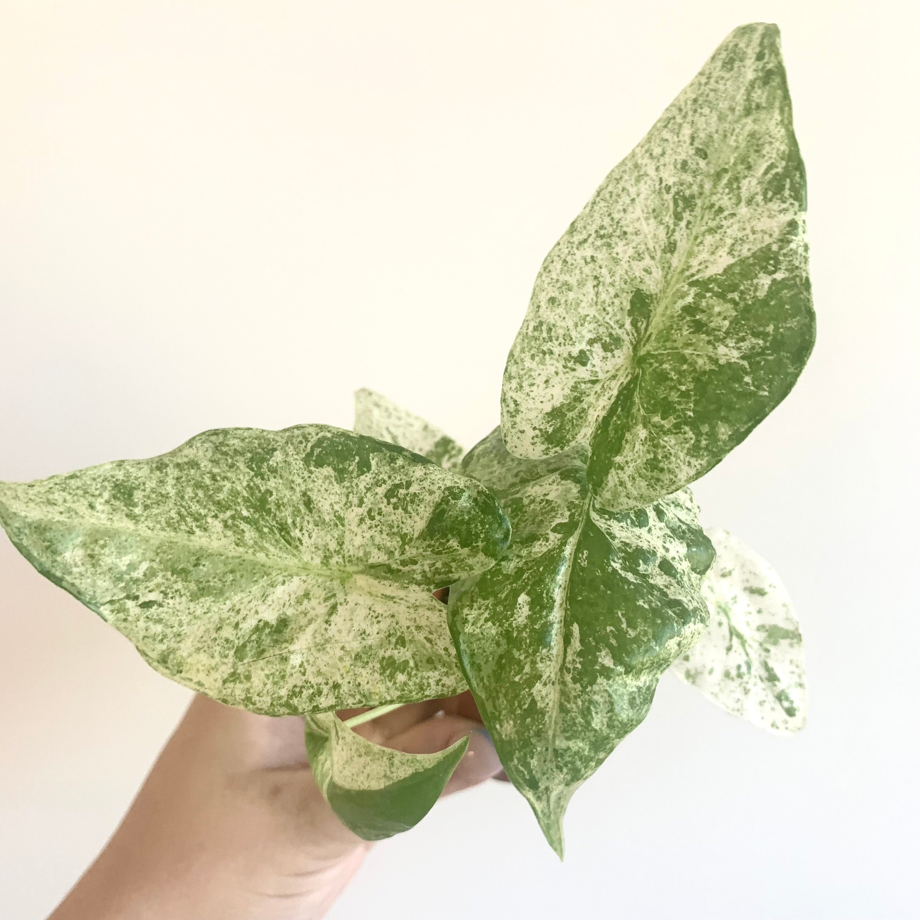 Alocasia Macrorrhiza Splash