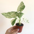 Alocasia Macrorrhiza Splash