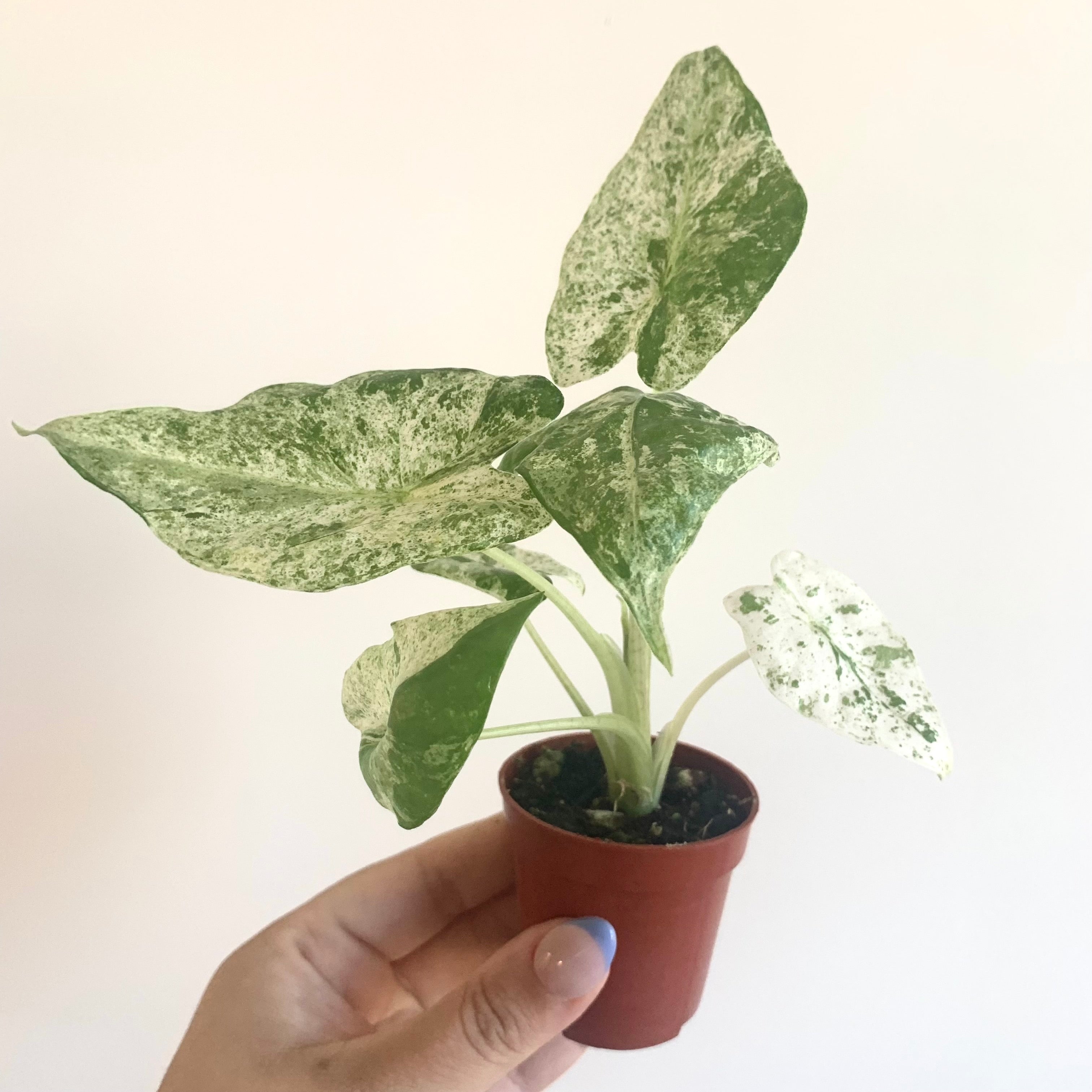 Alocasia Macrorrhiza Splash