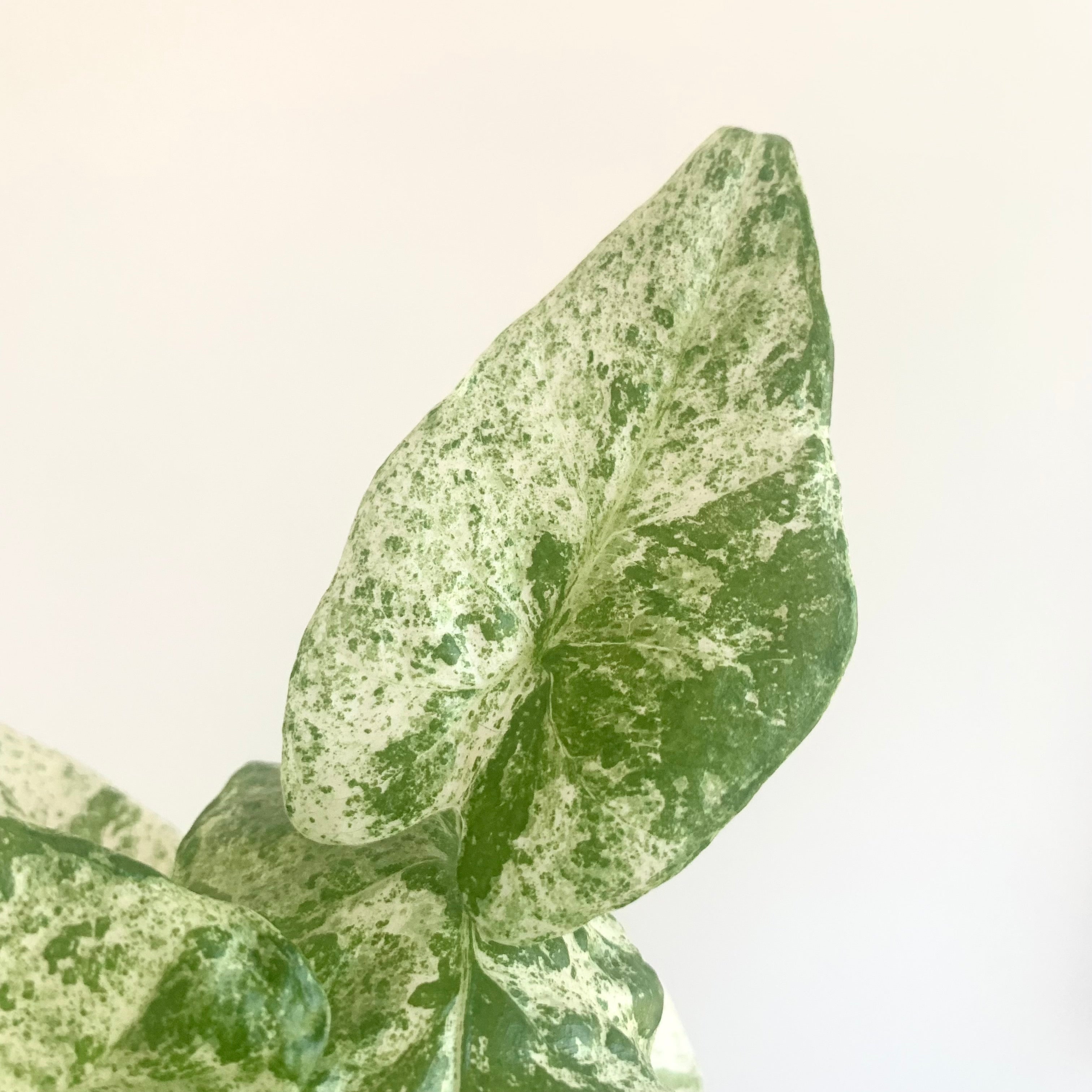 Alocasia Macrorrhiza Splash